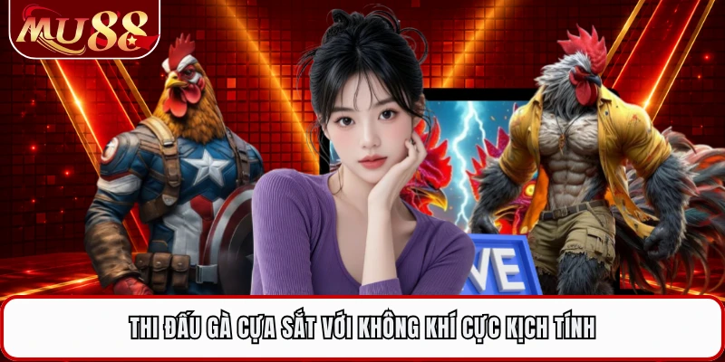 Thi đấu gà cựa sắt với không khí cực kịch tính